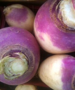 navet turnip